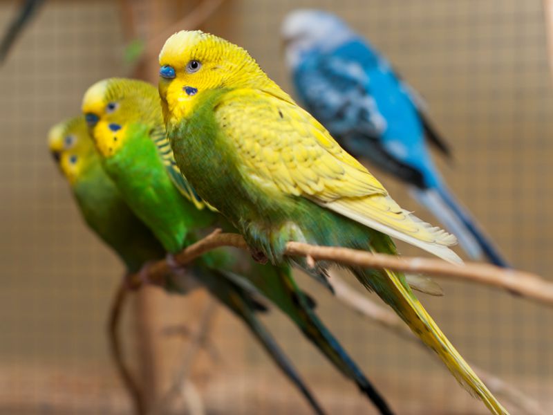Хвилясті папуги – невибагливі вихованці